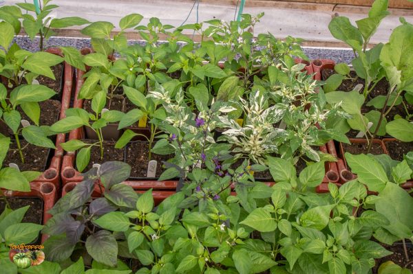 piments 16 mars 2018