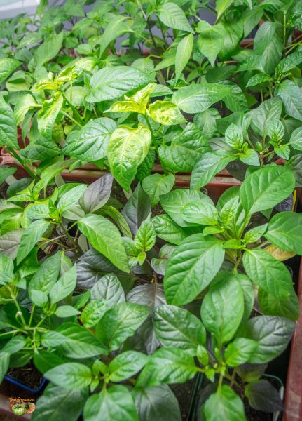 piments 17 février 2018 3