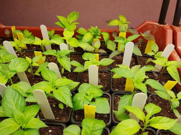 piments 2017 01 19