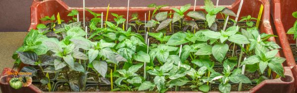 piments 26 janvier 2018 3