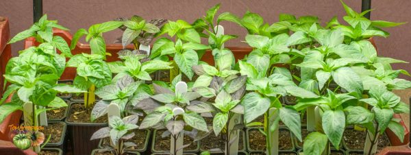 piments 26 janvier 2018