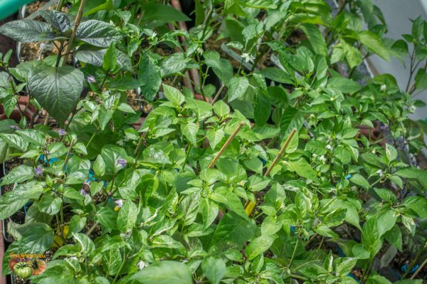 piments 29 mars 2018 2