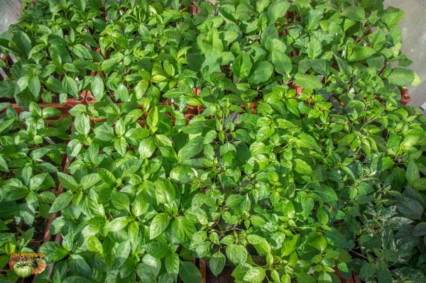 piments aubergines 03 mars 2018 3