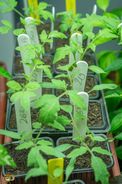 plant 12 mars 2018