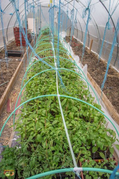 plant 13 avril 2018