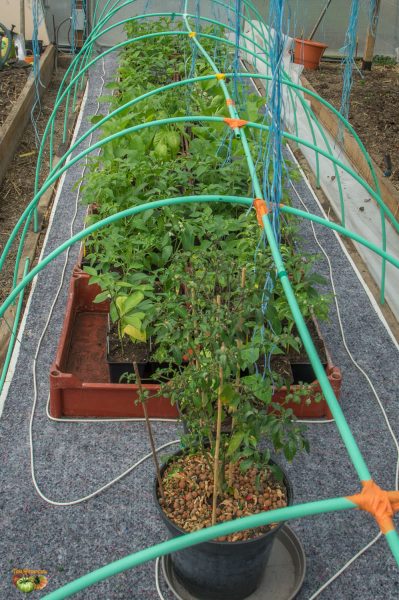 plant 16 mars 2018