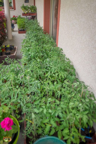 plants 07 mai 2018 2