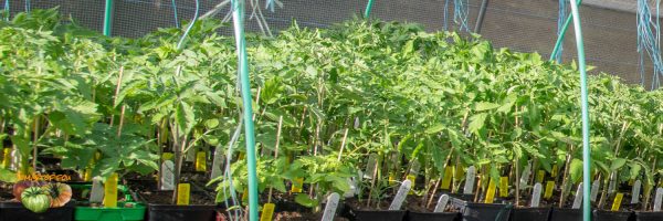 plants 21 avril 2018 2