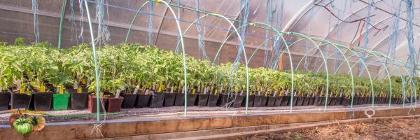 plants 21 avril 2018