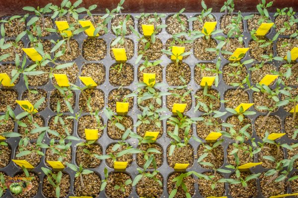 plants 25 mars 2018 5 2