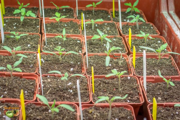 plants 25 mars 2018 5