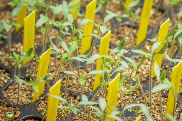 plants 25 mars 2018