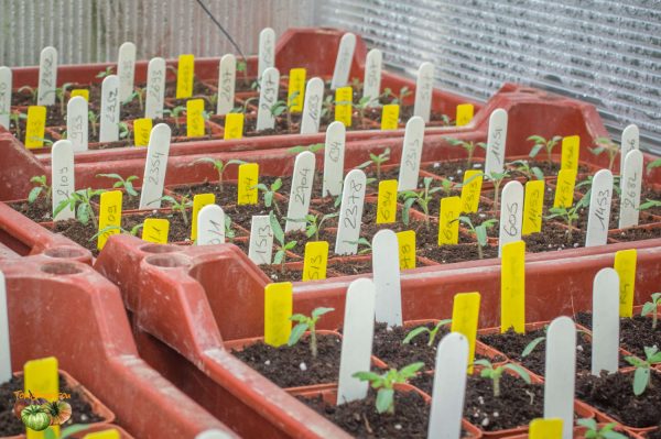 plants 27 mars 2018 2 3