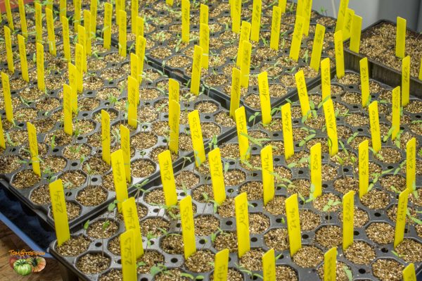plants 27 mars 2018 2