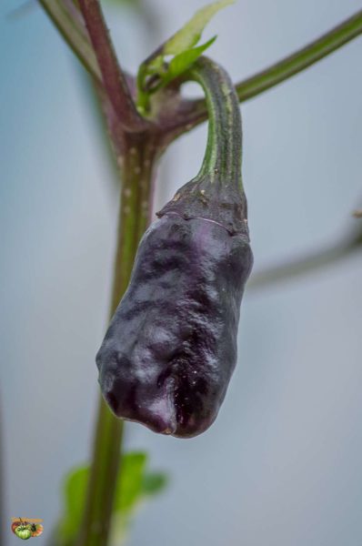 purple tiger 12 avril 2018 2