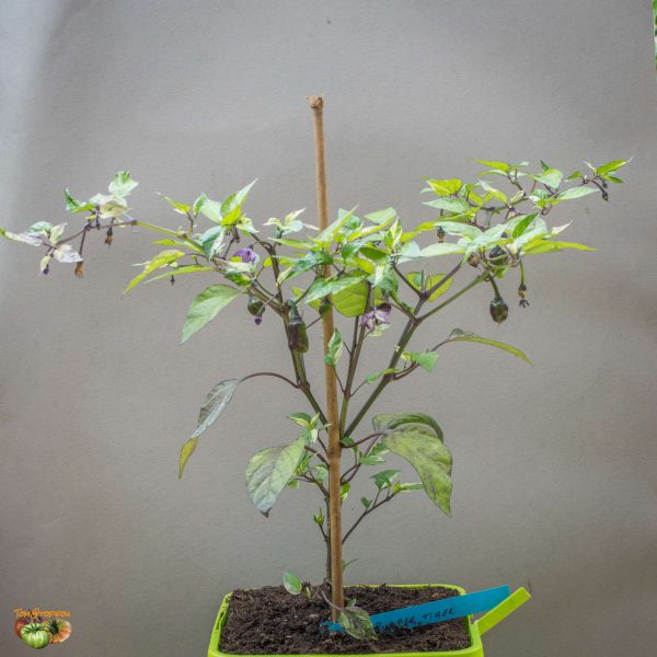 purple tiger 12 mai 2018 2 2