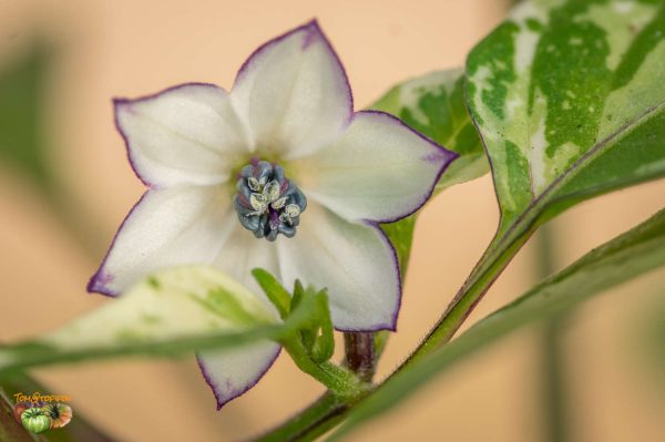 purple tiger 23 mars 2018 2