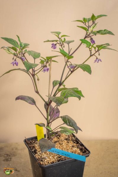 purple tiger 23 mars 2018