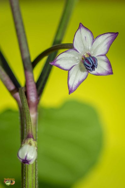 purple ufo 03 mars 2018