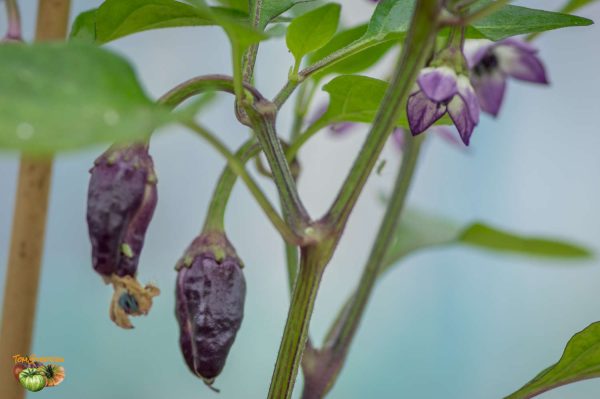 purple ufo 12 avril 2018