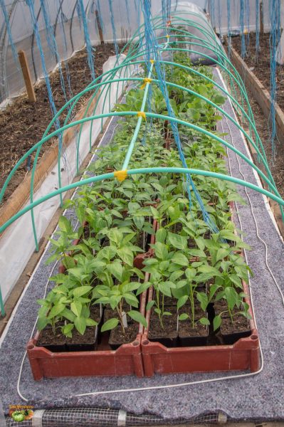 serre plant 16 mars 2018