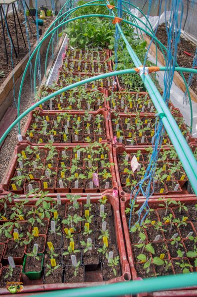 tomate 05 avril 2018 3