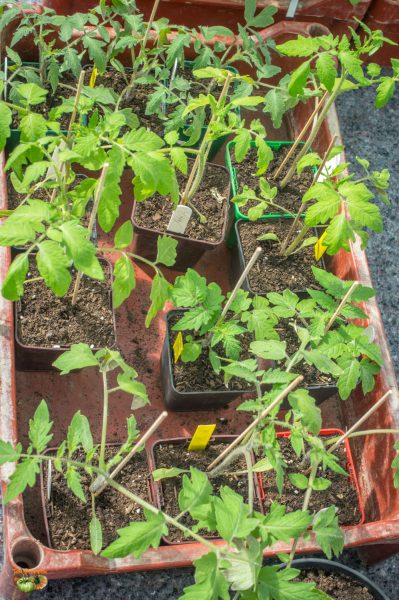 tomates 29 mars 2018
