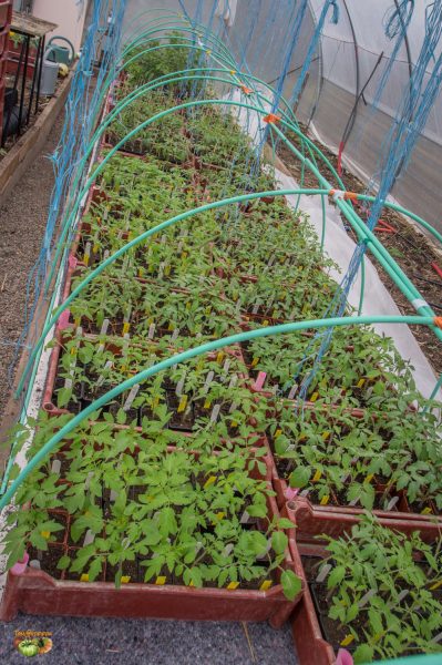 tomates plants 13 avril 2018 2