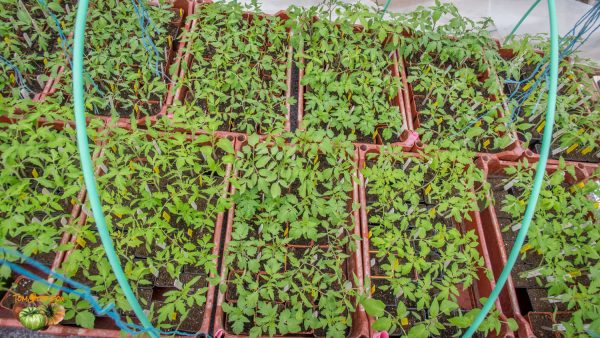 tomates plants 13 avril 2018