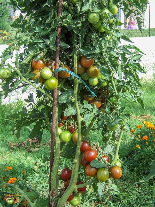 BROWN BERRY - Image 3