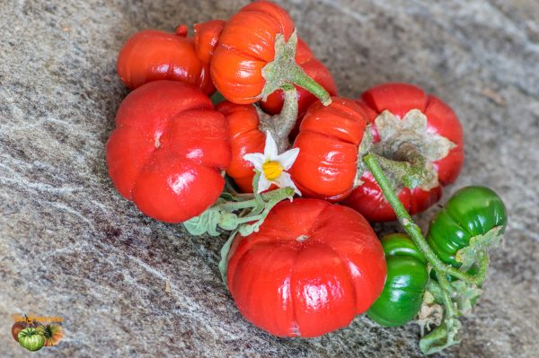 goyo kumba 19 octobre 2018 2