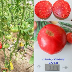 lara's giant
