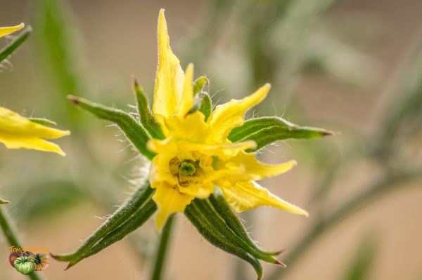 african vining 20 mai 2018 2