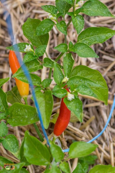 aji challuaruro 23 mai 2018