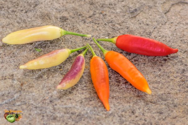aji chaluaruro 25 septembre 2018 4