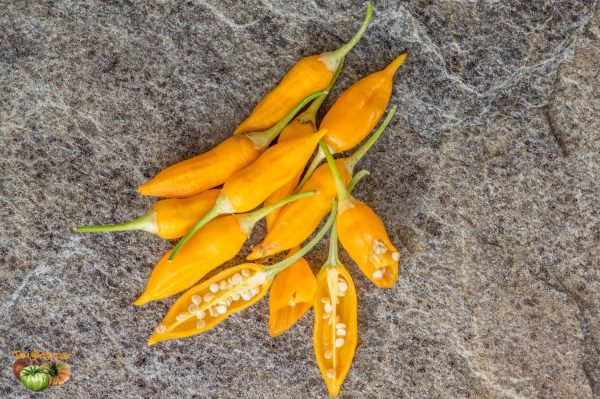 aji habanero 27 juin 2018 2