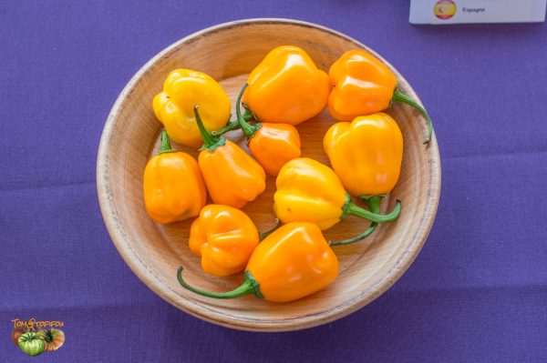 aji jobito expo beaumont 07 octobre 2018 24