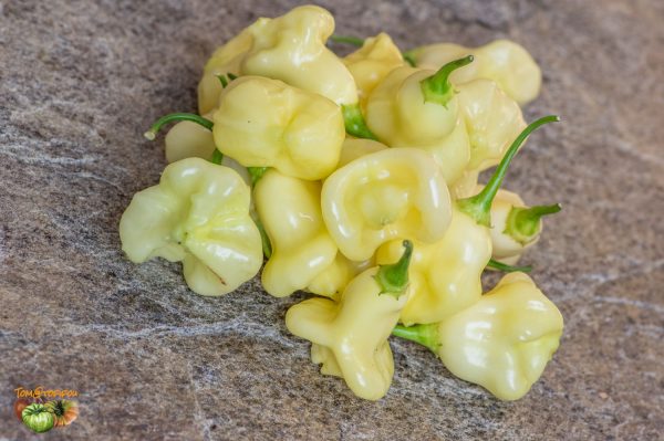 aji white fantaisy 19 septembre 2018 3