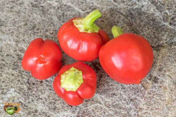 alma paprika 08 juin 2018