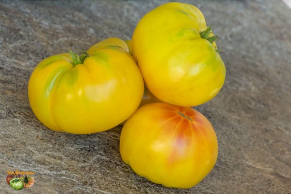 amish yellow giant 07 août 2018 2