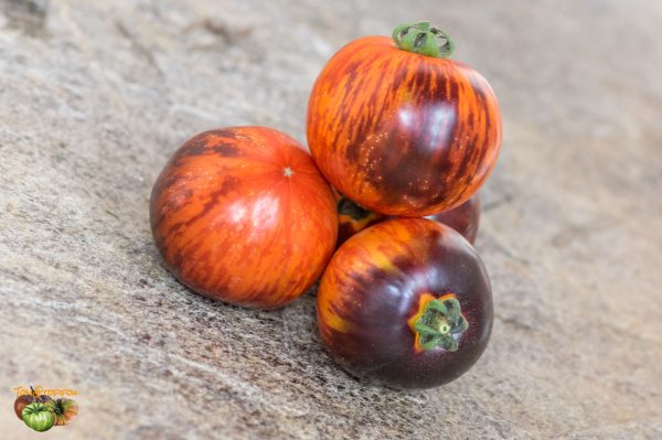 antho striped dwarf 13 août 2018 2 3