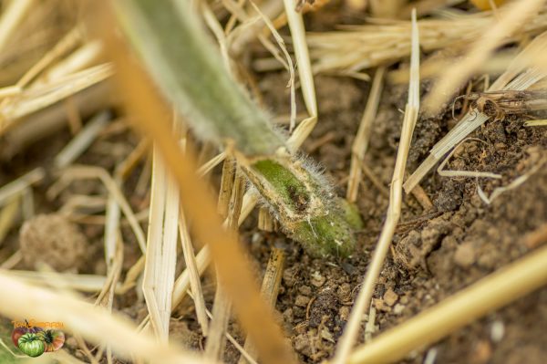 attaque insecte