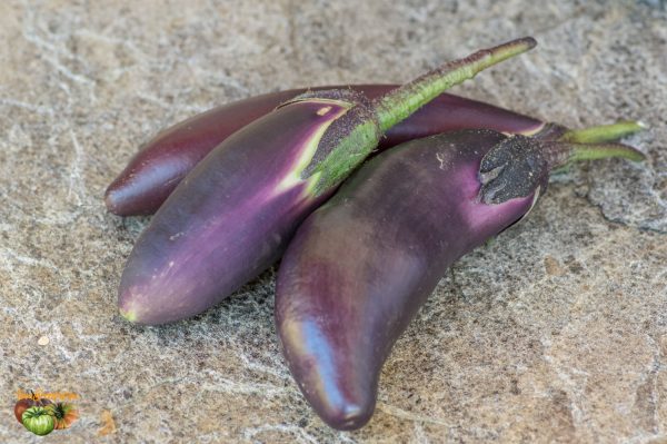 aubergine 23 juin 2018