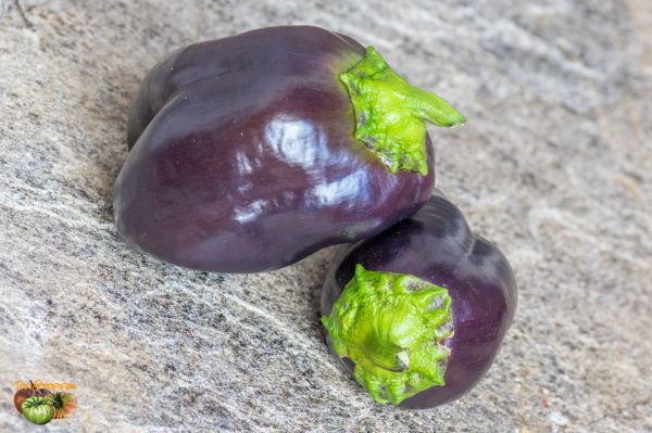bagira 19 septembre 2018 4