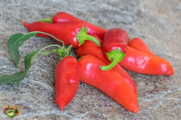 banana chili 11 septembre 2018 2