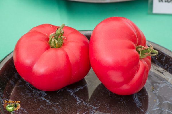 belgian farmers beefsteak