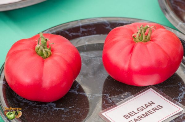 belgian farmers beefsteak