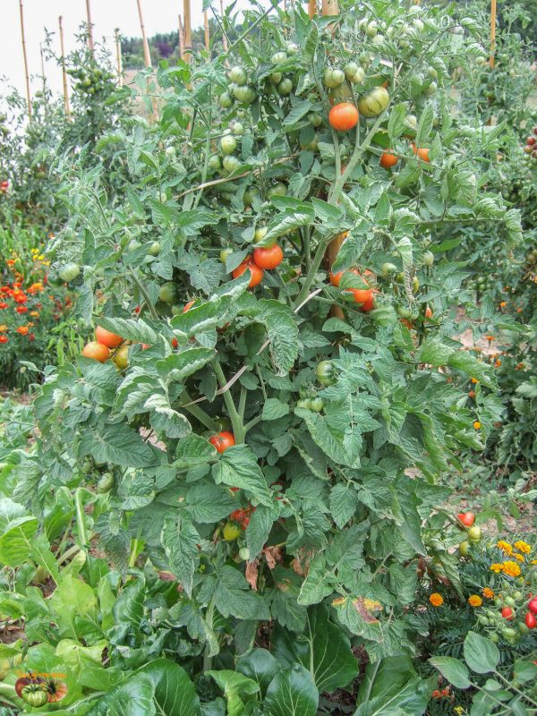 BICOLOR CHERRY - RAINBOW BICOLOR CHERRY - Image 3