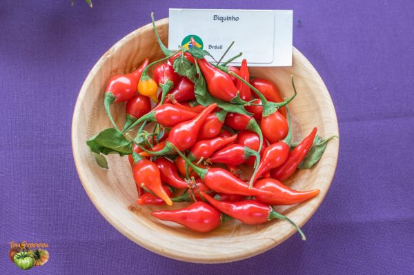 biquinho expo beaumont 07 octobre 2018 25