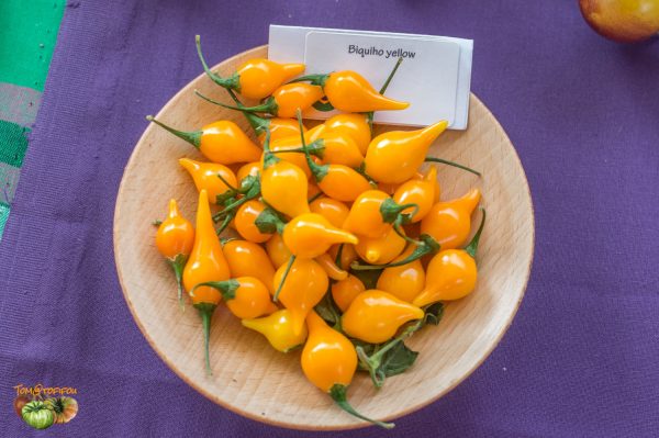 biquinho yellow expo beaumont 07 octobre 2018 26